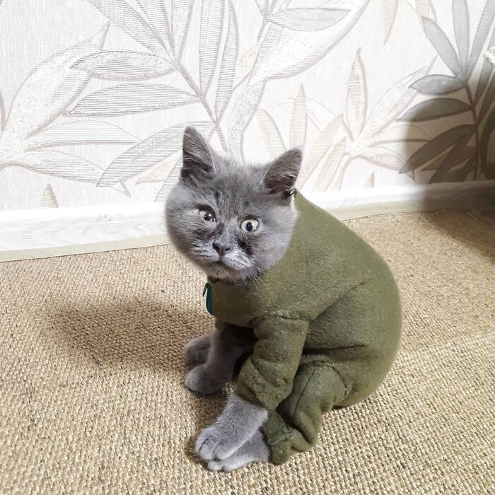 This Unique-Looking Cat Almost Didn't Survive, But Was Taken Care Of By Owners And Adoptive Father Cat This Unique-Looking Cat Almost Didn't Survive, But Was Taken Care Of By Owners And Adoptive Father Cat