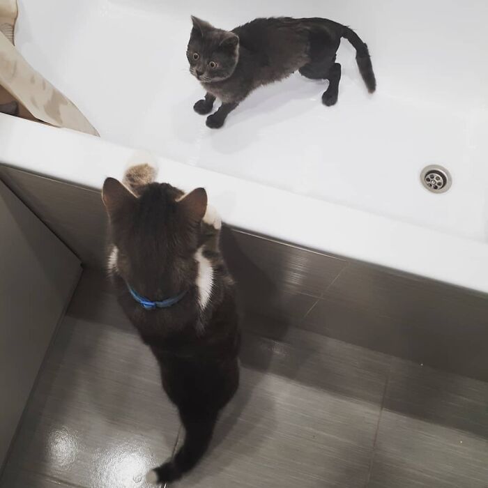 This Unique-Looking Cat Almost Didn't Survive, But Was Taken Care Of By Owners And Adoptive Father Cat This Unique-Looking Cat Almost Didn't Survive, But Was Taken Care Of By Owners And Adoptive Father Cat