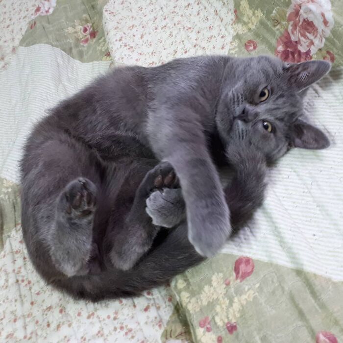 This Unique-Looking Cat Almost Didn't Survive, But Was Taken Care Of By Owners And Adoptive Father Cat This Unique-Looking Cat Almost Didn't Survive, But Was Taken Care Of By Owners And Adoptive Father Cat