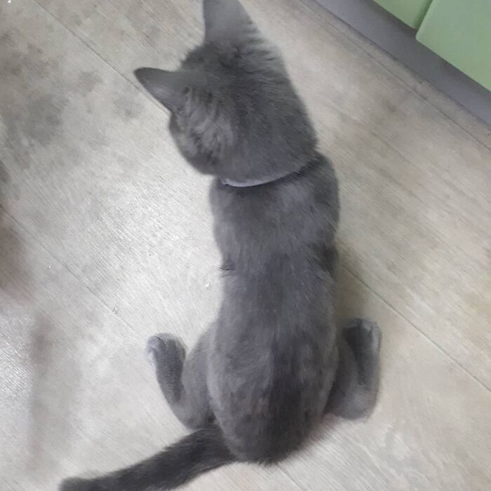 This Unique-Looking Cat Almost Didn't Survive, But Was Taken Care Of By Owners And Adoptive Father Cat This Unique-Looking Cat Almost Didn't Survive, But Was Taken Care Of By Owners And Adoptive Father Cat