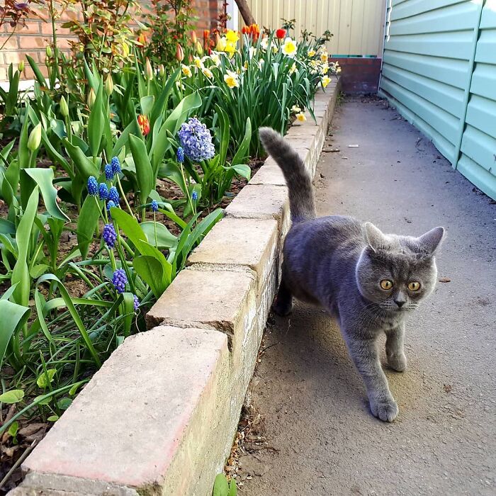 This Unique-Looking Cat Almost Didn't Survive, But Was Taken Care Of By Owners And Adoptive Father Cat This Unique-Looking Cat Almost Didn't Survive, But Was Taken Care Of By Owners And Adoptive Father Cat