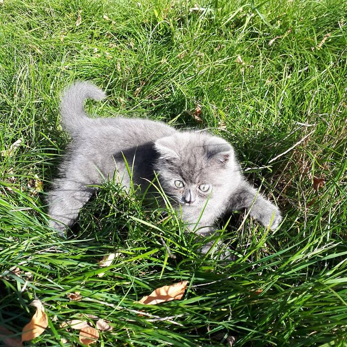 This Unique-Looking Cat Almost Didn't Survive, But Was Taken Care Of By Owners And Adoptive Father Cat This Unique-Looking Cat Almost Didn't Survive, But Was Taken Care Of By Owners And Adoptive Father Cat