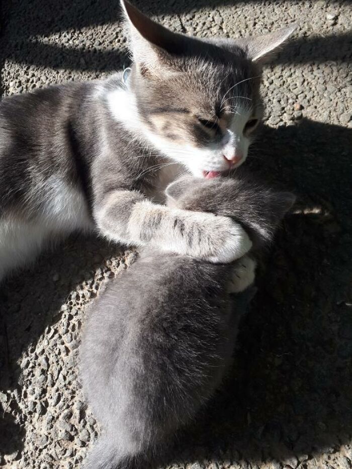 This Unique-Looking Cat Almost Didn't Survive, But Was Taken Care Of By Owners And Adoptive Father Cat This Unique-Looking Cat Almost Didn't Survive, But Was Taken Care Of By Owners And Adoptive Father Cat