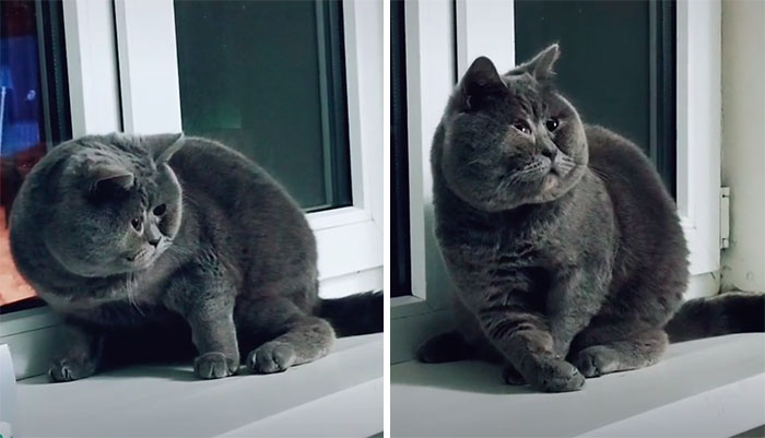 This Unique-Looking Cat Almost Didn't Survive, But Was Taken Care Of By Owners And Adoptive Father Cat This Unique-Looking Cat Almost Didn't Survive, But Was Taken Care Of By Owners And Adoptive Father Cat