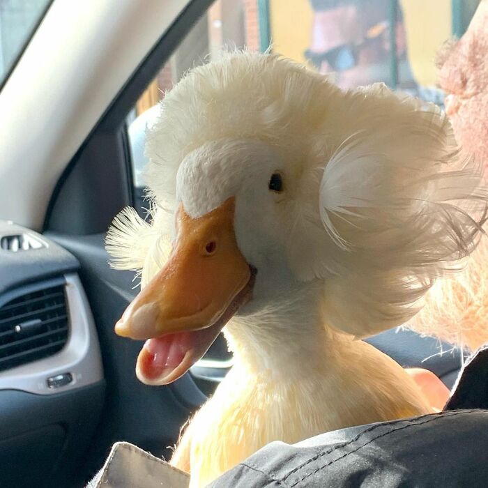 Meet-Gertrude-the-duck-with-more-stylish-hair-than-yours-60d992b564567__700.jpg