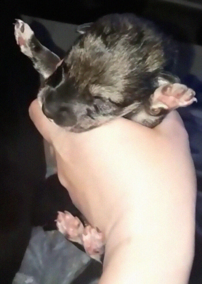 Woman Adopts A Wolf Cub From A Shelter Because It Wouldn't Have Survived In The Wild Woman Adopts A Wolf Cub From A Shelter Because It Wouldn't Have Survived In The Wild