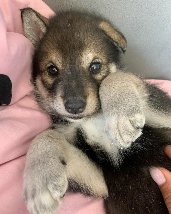Woman Adopts A Wolf Cub From A Shelter Because It Wouldn't Have Survived In The Wild