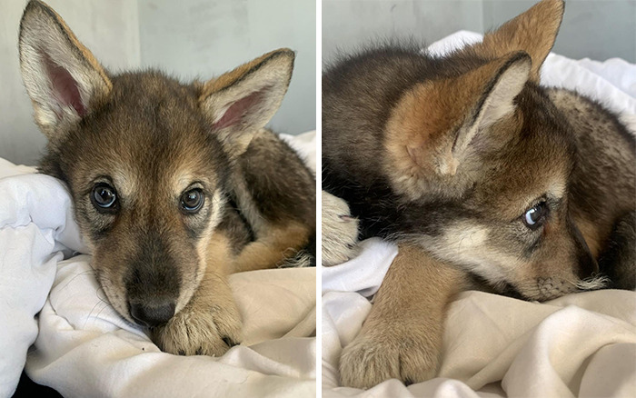 Woman Adopts A Wolf Cub From A Shelter Because It Wouldn't Have Survived In The Wild