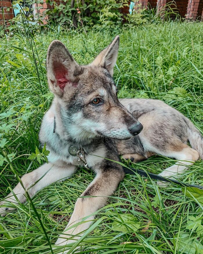 Woman Adopts A Wolf Cub From A Shelter Because It Wouldn't Have Survived In The Wild Woman Adopts A Wolf Cub From A Shelter Because It Wouldn't Have Survived In The Wild