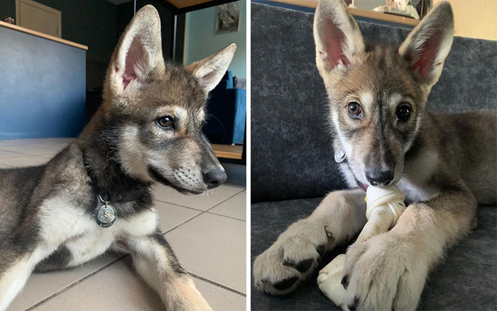 Woman Adopts A Wolf Cub From A Shelter Because It Wouldn't Have Survived In The Wild