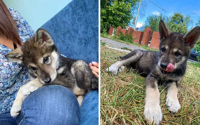 Woman Adopts A Wolf Cub From A Shelter Because It Wouldn't Have Survived In The Wild Woman Adopts A Wolf Cub From A Shelter Because It Wouldn't Have Survived In The Wild