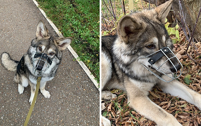 Woman Adopts A Wolf Cub From A Shelter Because It Wouldn't Have Survived In The Wild