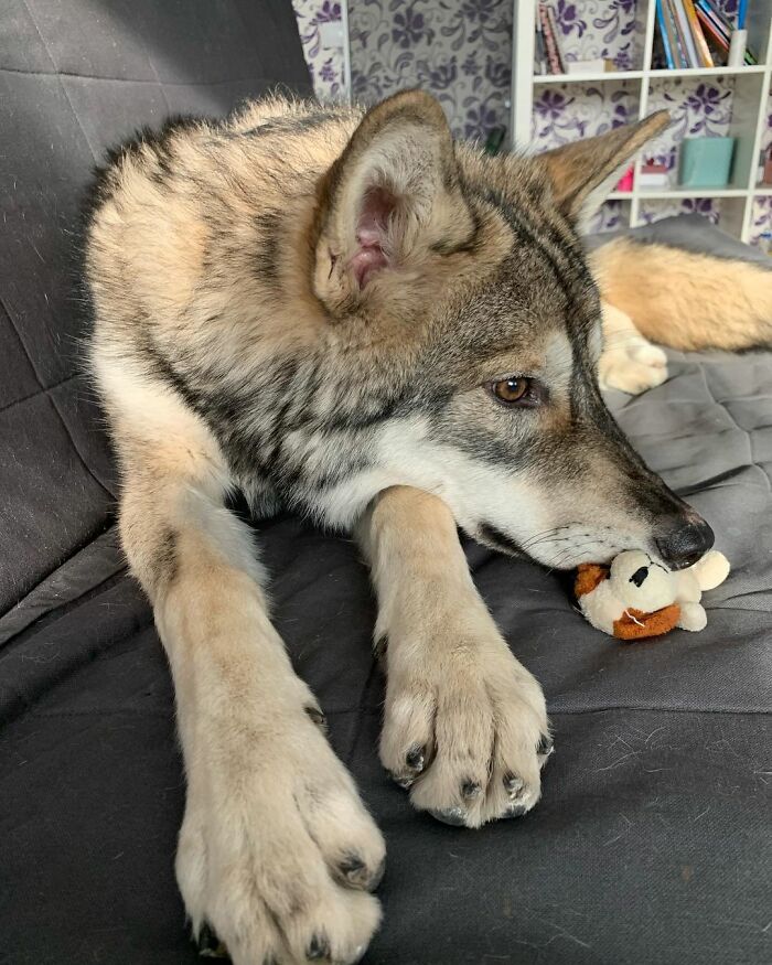 Woman Adopts A Wolf Cub From A Shelter Because It Wouldn't Have Survived In The Wild Woman Adopts A Wolf Cub From A Shelter Because It Wouldn't Have Survived In The Wild