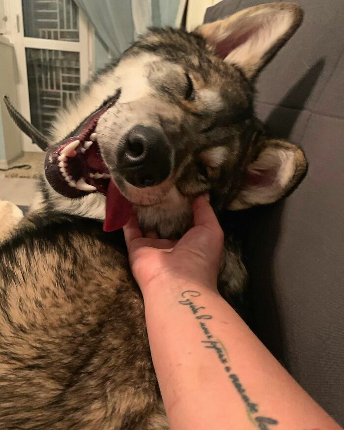 Woman Adopts A Wolf Cub From A Shelter Because It Wouldn't Have Survived In The Wild Woman Adopts A Wolf Cub From A Shelter Because It Wouldn't Have Survived In The Wild