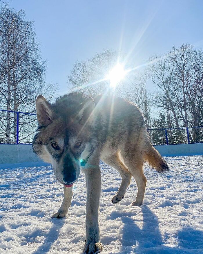 Woman Adopts A Wolf Cub From A Shelter Because It Wouldn't Have Survived In The Wild Woman Adopts A Wolf Cub From A Shelter Because It Wouldn't Have Survived In The Wild