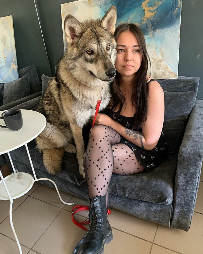 Woman Adopts A Wolf Cub From A Shelter Because It Wouldn't Have Survived In The Wild Woman Adopts A Wolf Cub From A Shelter Because It Wouldn't Have Survived In The Wild