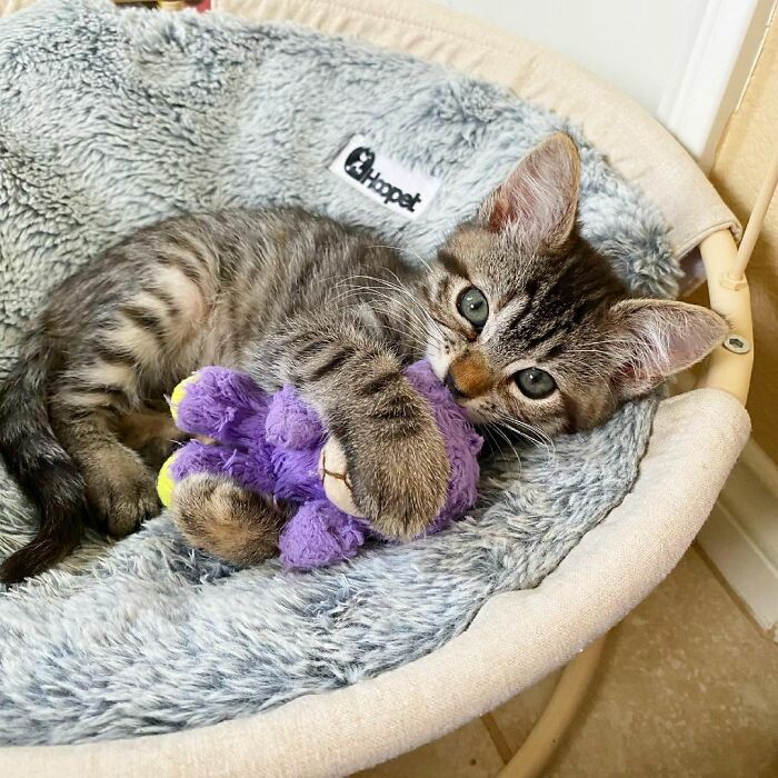 This Kitten Carries Her Toy Named Lamby Beans Everywhere After Being Brought Into Foster Care Alone This Kitten Carries Her Toy Named Lamby Beans Everywhere After Being Brought Into Foster Care Alone