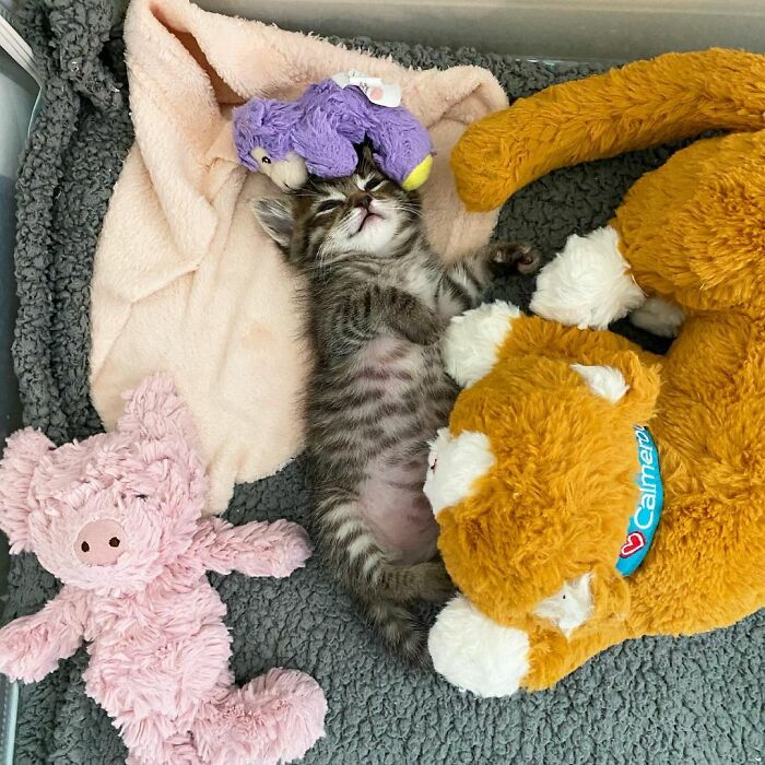 This Kitten Carries Her Toy Named Lamby Beans Everywhere After Being Brought Into Foster Care Alone This Kitten Carries Her Toy Named Lamby Beans Everywhere After Being Brought Into Foster Care Alone