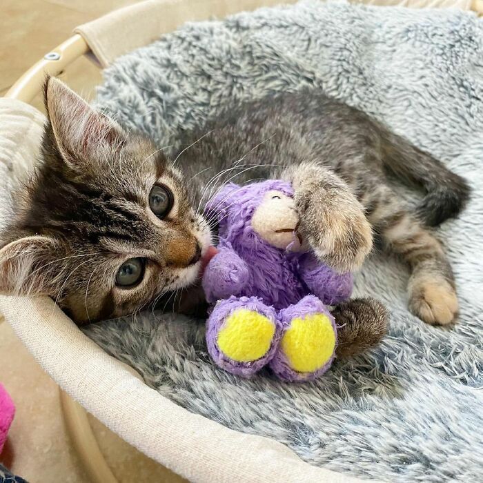 This Kitten Carries Her Toy Named Lamby Beans Everywhere After Being Brought Into Foster Care Alone This Kitten Carries Her Toy Named Lamby Beans Everywhere After Being Brought Into Foster Care Alone