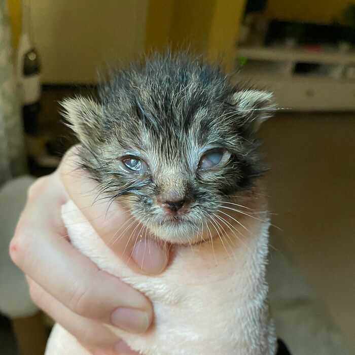 This Kitten Carries Her Toy Named Lamby Beans Everywhere After Being Brought Into Foster Care Alone This Kitten Carries Her Toy Named Lamby Beans Everywhere After Being Brought Into Foster Care Alone