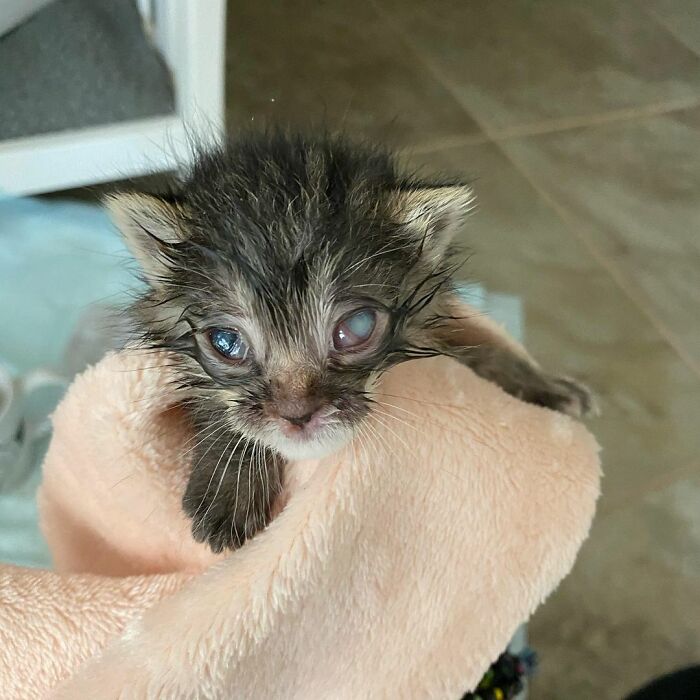 This Kitten Carries Her Toy Named Lamby Beans Everywhere After Being Brought Into Foster Care Alone This Kitten Carries Her Toy Named Lamby Beans Everywhere After Being Brought Into Foster Care Alone