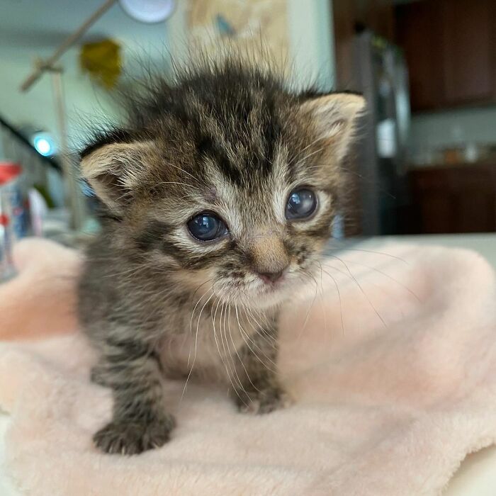 This Kitten Carries Her Toy Named Lamby Beans Everywhere After Being Brought Into Foster Care Alone This Kitten Carries Her Toy Named Lamby Beans Everywhere After Being Brought Into Foster Care Alone