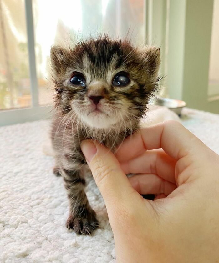 This Kitten Carries Her Toy Named Lamby Beans Everywhere After Being Brought Into Foster Care Alone This Kitten Carries Her Toy Named Lamby Beans Everywhere After Being Brought Into Foster Care Alone