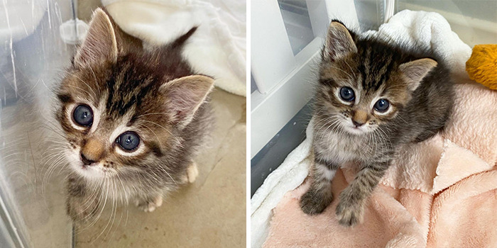 This Kitten Carries Her Toy Named Lamby Beans Everywhere After Being Brought Into Foster Care Alone This Kitten Carries Her Toy Named Lamby Beans Everywhere After Being Brought Into Foster Care Alone