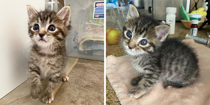 This Kitten Carries Her Toy Named Lamby Beans Everywhere After Being Brought Into Foster Care Alone This Kitten Carries Her Toy Named Lamby Beans Everywhere After Being Brought Into Foster Care Alone