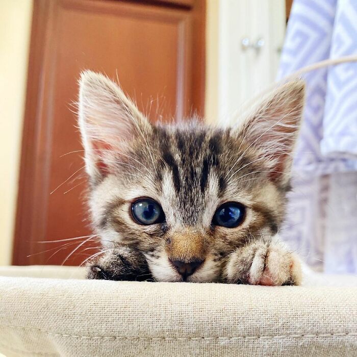 This Kitten Carries Her Toy Named Lamby Beans Everywhere After Being Brought Into Foster Care Alone This Kitten Carries Her Toy Named Lamby Beans Everywhere After Being Brought Into Foster Care Alone