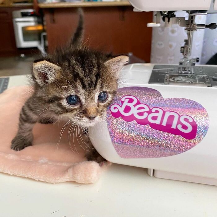 This Kitten Carries Her Toy Named Lamby Beans Everywhere After Being Brought Into Foster Care Alone This Kitten Carries Her Toy Named Lamby Beans Everywhere After Being Brought Into Foster Care Alone