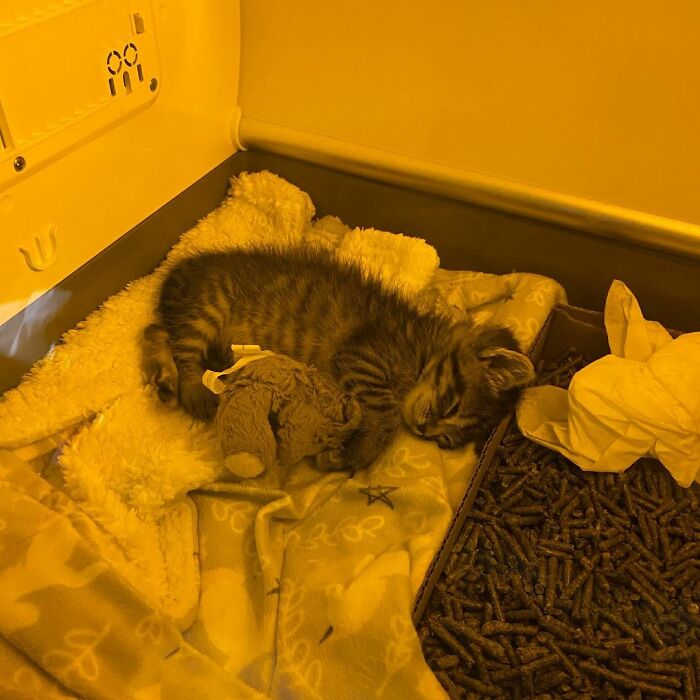 This Kitten Carries Her Toy Named Lamby Beans Everywhere After Being Brought Into Foster Care Alone This Kitten Carries Her Toy Named Lamby Beans Everywhere After Being Brought Into Foster Care Alone