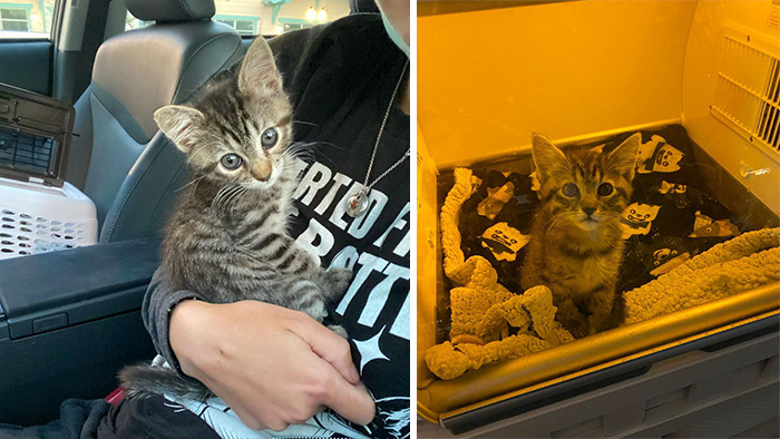 This Kitten Carries Her Toy Named Lamby Beans Everywhere After Being Brought Into Foster Care Alone This Kitten Carries Her Toy Named Lamby Beans Everywhere After Being Brought Into Foster Care Alone