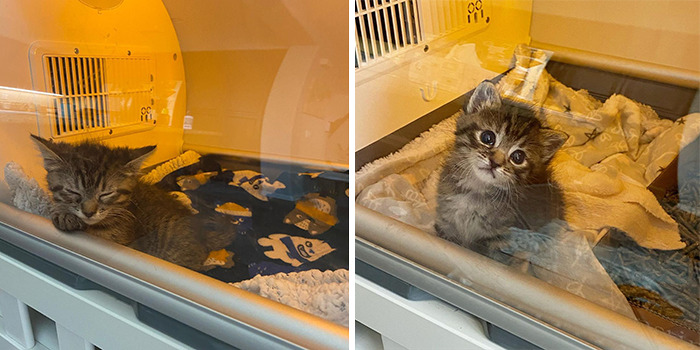 This Kitten Carries Her Toy Named Lamby Beans Everywhere After Being Brought Into Foster Care Alone This Kitten Carries Her Toy Named Lamby Beans Everywhere After Being Brought Into Foster Care Alone