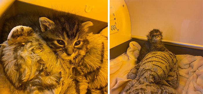 This Kitten Carries Her Toy Named Lamby Beans Everywhere After Being Brought Into Foster Care Alone This Kitten Carries Her Toy Named Lamby Beans Everywhere After Being Brought Into Foster Care Alone