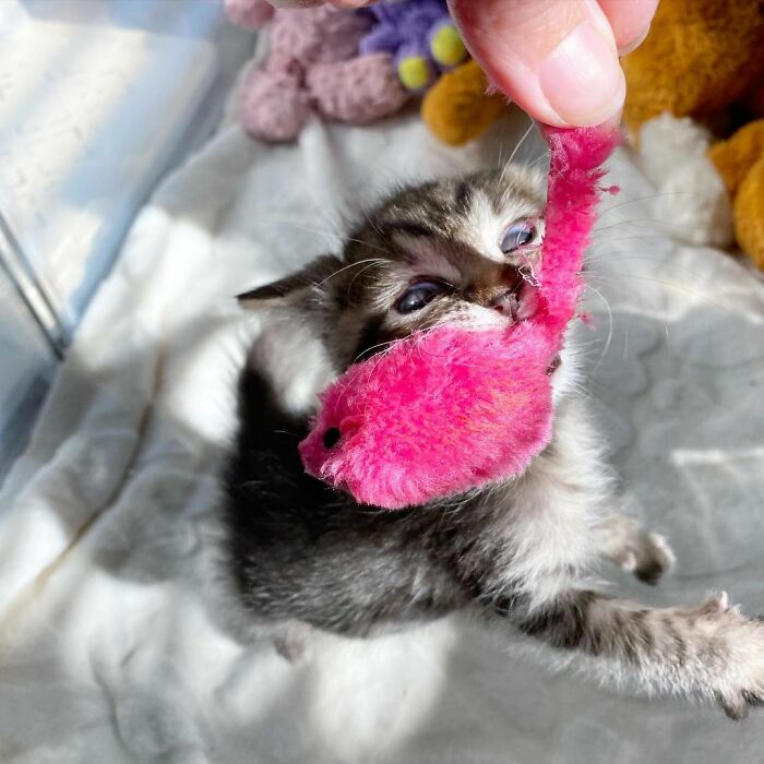 This Kitten Carries Her Toy Named Lamby Beans Everywhere After Being Brought Into Foster Care Alone This Kitten Carries Her Toy Named Lamby Beans Everywhere After Being Brought Into Foster Care Alone