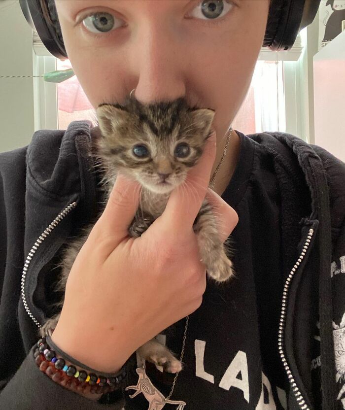 This Kitten Carries Her Toy Named Lamby Beans Everywhere After Being Brought Into Foster Care Alone This Kitten Carries Her Toy Named Lamby Beans Everywhere After Being Brought Into Foster Care Alone