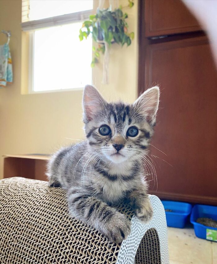 This Kitten Carries Her Toy Named Lamby Beans Everywhere After Being Brought Into Foster Care Alone This Kitten Carries Her Toy Named Lamby Beans Everywhere After Being Brought Into Foster Care Alone
