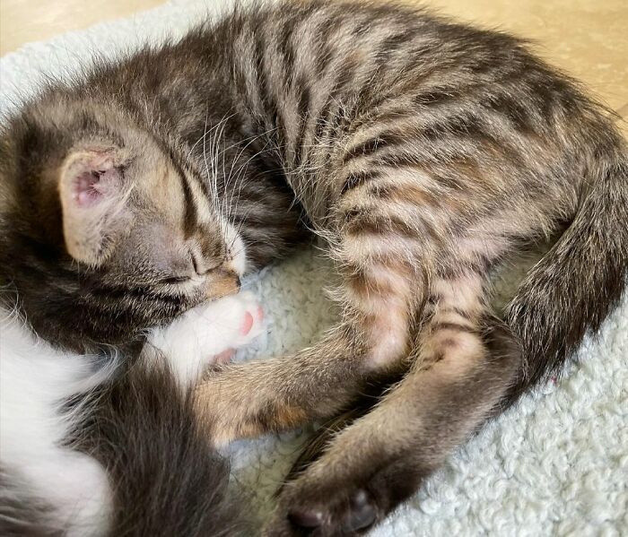 This Kitten Carries Her Toy Named Lamby Beans Everywhere After Being Brought Into Foster Care Alone This Kitten Carries Her Toy Named Lamby Beans Everywhere After Being Brought Into Foster Care Alone