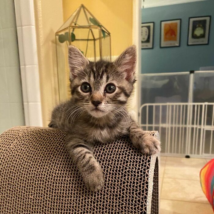 This Kitten Carries Her Toy Named Lamby Beans Everywhere After Being Brought Into Foster Care Alone This Kitten Carries Her Toy Named Lamby Beans Everywhere After Being Brought Into Foster Care Alone