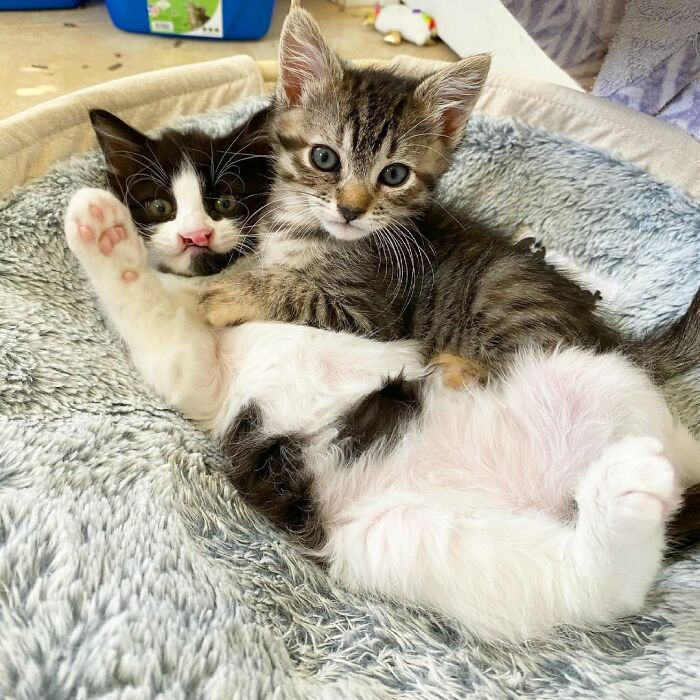 This Kitten Carries Her Toy Named Lamby Beans Everywhere After Being Brought Into Foster Care Alone This Kitten Carries Her Toy Named Lamby Beans Everywhere After Being Brought Into Foster Care Alone