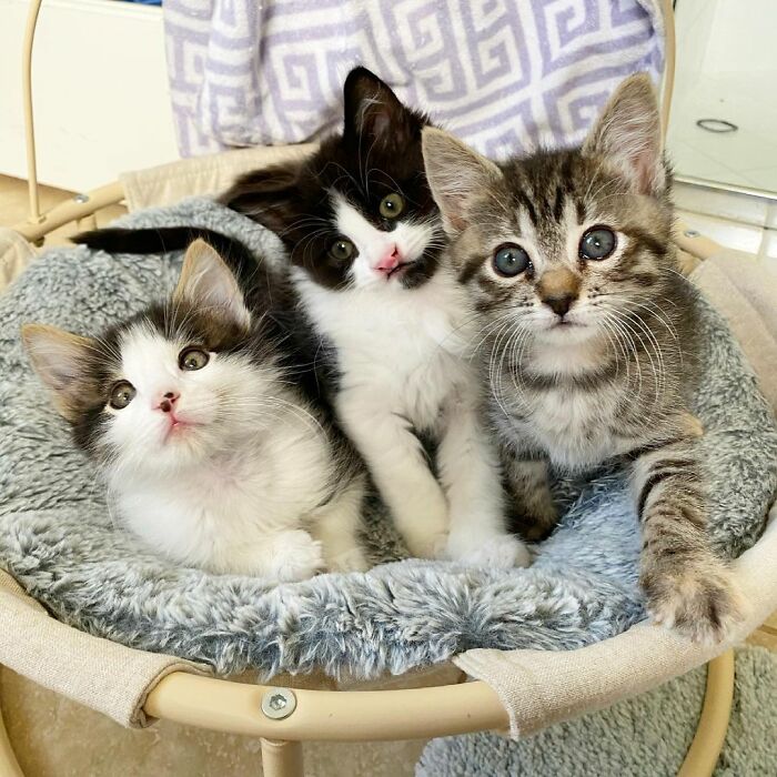 This Kitten Carries Her Toy Named Lamby Beans Everywhere After Being Brought Into Foster Care Alone This Kitten Carries Her Toy Named Lamby Beans Everywhere After Being Brought Into Foster Care Alone