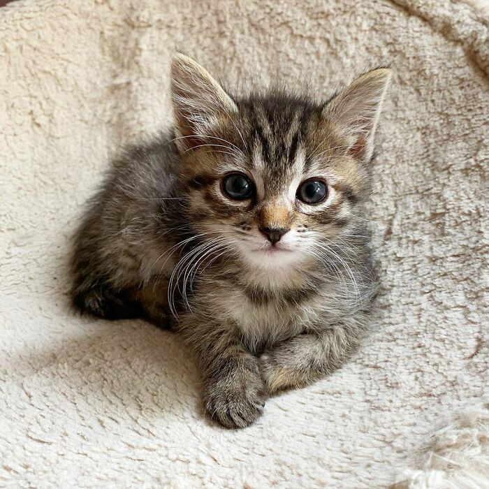 This Kitten Carries Her Toy Named Lamby Beans Everywhere After Being Brought Into Foster Care Alone This Kitten Carries Her Toy Named Lamby Beans Everywhere After Being Brought Into Foster Care Alone