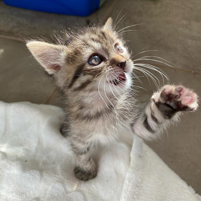 This Kitten Carries Her Toy Named Lamby Beans Everywhere After Being Brought Into Foster Care Alone This Kitten Carries Her Toy Named Lamby Beans Everywhere After Being Brought Into Foster Care Alone