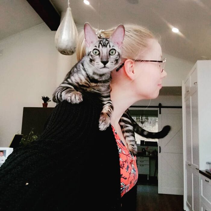 This Very Talented Cat Can Perform Over 50 Amazing Tricks This Very Talented Cat Can Perform Over 50 Amazing Tricks