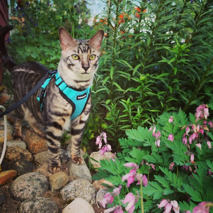 This Very Talented Cat Can Perform Over 50 Amazing Tricks