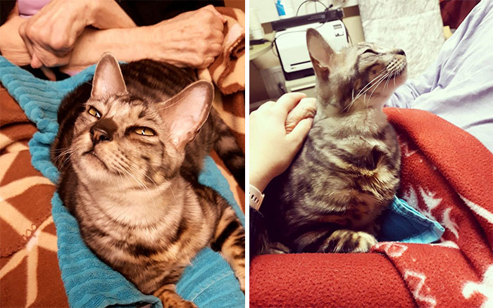 This Very Talented Cat Can Perform Over 50 Amazing Tricks