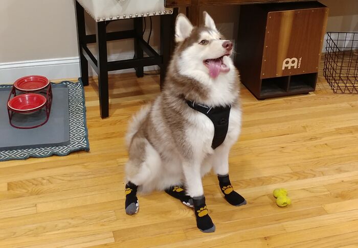 Meet "Howlin' Mad" Murdock, Named After The A-Team Character. He's A Complete Goofball, So The Name Fits Perfectly!