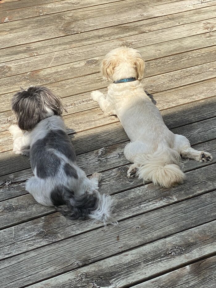 My Boys Just Hanging Out In The Sun And Shade
