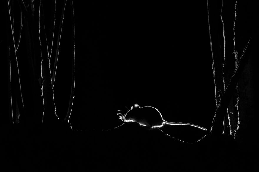 "Silhouetted Wood Mouse" By John Formstone